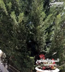  1 فيلا مستقلة للبيع دابوق