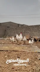  1 دجاج عربي للبيع