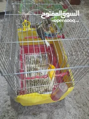  1 طيور كناري للبيع