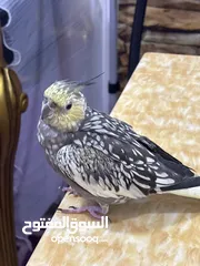  4 كوكتيل انثى منتجه مدربه للبيع trained female cocktail