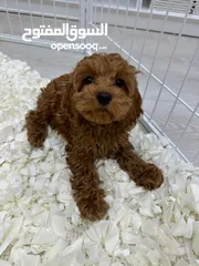  1 Toy Poodle Puppy