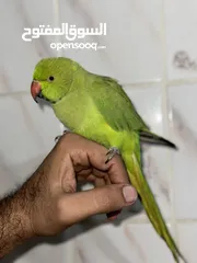  1 Non biting parrot