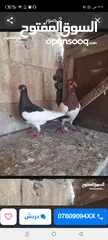  1 جوز يهوديات تحتهم فرخين