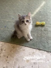  1 قطط للبيع او التبني