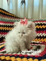  4 جاهزين لبيتهم الجديد سكوتش فولد العمر شهرين وعشر ايام متعودين ع دراي فود واللتر بوكس لعوبين حلوين لت