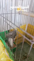  2 كوكتيل كروان وي فيس