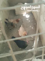 2 ديك وأربع دجاجات بسعر مغري