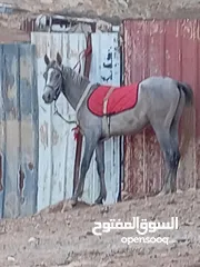  1 مهر عربي للبيع