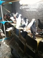  4 حمام بلدي شغال