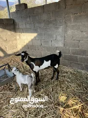  2 غنم صلاليه