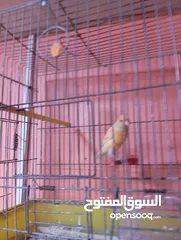  12 كناري فحول نار يوجد جواز و مخاليف بسم الله ماشاء الله جاهزة مية بالمئة