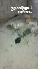  4 ارانب للبيع جمله