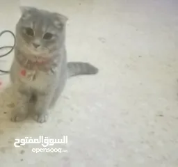  2 قطه سكوتش فولد عمرها 4 شهور للبيع لعدم التفرغ الها القطه لعوبه وهاديه وتلعب مع الأطفال