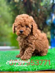  19 toy poodle T_cup now in Jordan اخر انثى توي بودل بجميع الأوراق