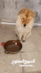  3 كلبه شيواوا