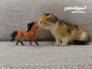  2 قطط سكوتش ستريت Scottish straight kittens