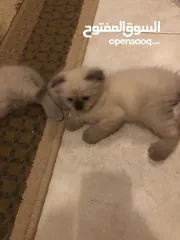  3 قطط سكوتش همالايا إناث