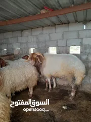  3 غنم عواس للبيع