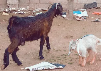  3 ثنيه  كل جال حبه معها جدي عمر شهر ونص