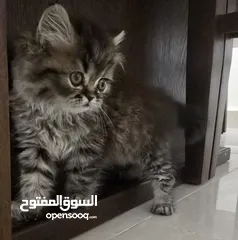  3 قطة بيرشن شانشيلا عمر شهرين للبيع مع كامل اغراضها