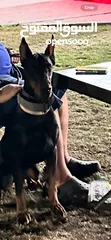  2 Male Doberman 1.5 year