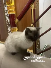  4 قطه هملايه وف وايت