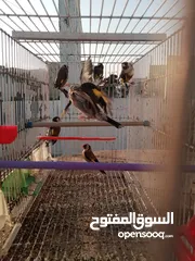  9 حساسين وكنارات نخب اول مقنوة صحة ونضافة