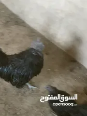  9 ديوك لمبرجيني و صيصان صحة و نظافة  بلدي للبيع
