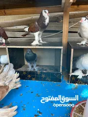  1 حمام بكستاني و زينه