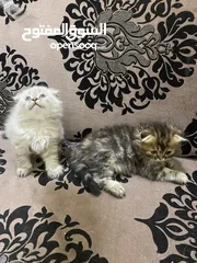  14 قطط سكوتش فولد
