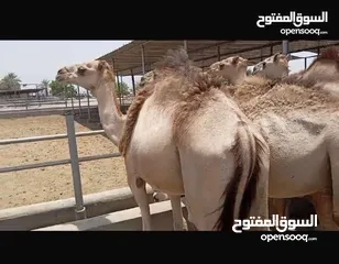  2 وصول دفعة جديدة من قعدان الجنوب فرصه للمشتري