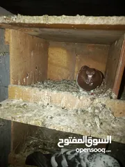 8 طيور حمام للبيع