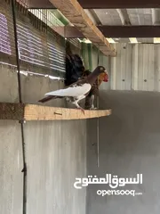  7 جوز حمام ريحانيات زرق جامبو شغالين بالصلاه عالنبي ومعهم فحل يهودي احمر