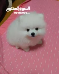  2 جراء بوميرانيان صغيرة للتبني
