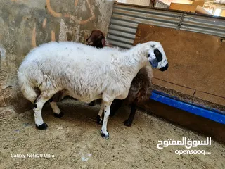  4 نعاج ثنتين معاشير تبارك الله