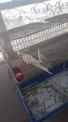  5 كوكتيل للبيع