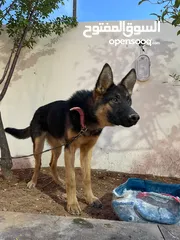  1 كلاب نوع جيرمن للبيع ذكرالعمر 10 شهور