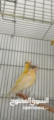  1 مخاليف كناري 5حبات