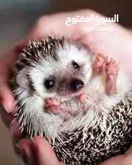  23 قطه و قط كتن كتنز بيبي القطه همالايا و صغيره شيرازي ابيض  و  سكوتش مع 7 اولاد و قنفذ و سلحفاه و بطه