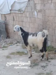  8 سخله عجميه درار على وجه ميلاد