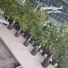  14 تفصيل قواوير فايبر جلاس بشكل عصري أنيق  زراعة وتسميد النباتات الداخلية والخارجية بإشراف مهندسين