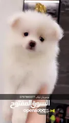  17 جراء بوميريان عمر شهرين