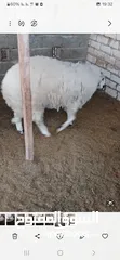  7 خروف للبيع