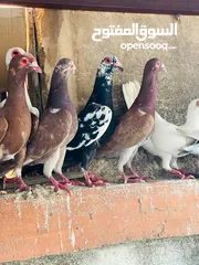  2 حمام انواع بغدادي للبدل ع عصافير او جاج بلدي