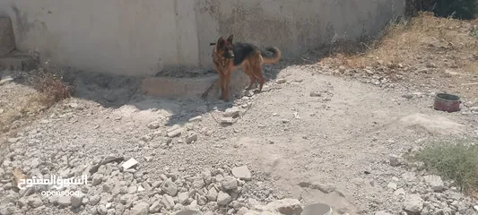 2 كلبه انثى جيرمن