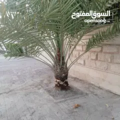  17 لتنظيف النخيل والواشنتونيا والاهتمام بالحدائق والثمار بكافه انواعها