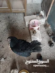  7 دجاج للبيع