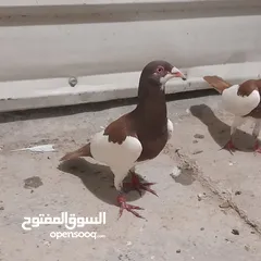  11 حمام للبيع جواج الجوز 10