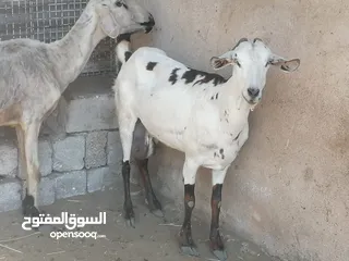  5 80 ماعز للبيع