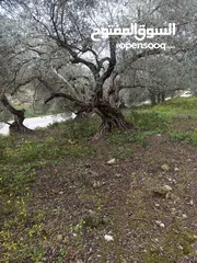  27 ارض زراعيه في بلعا دير الغصون